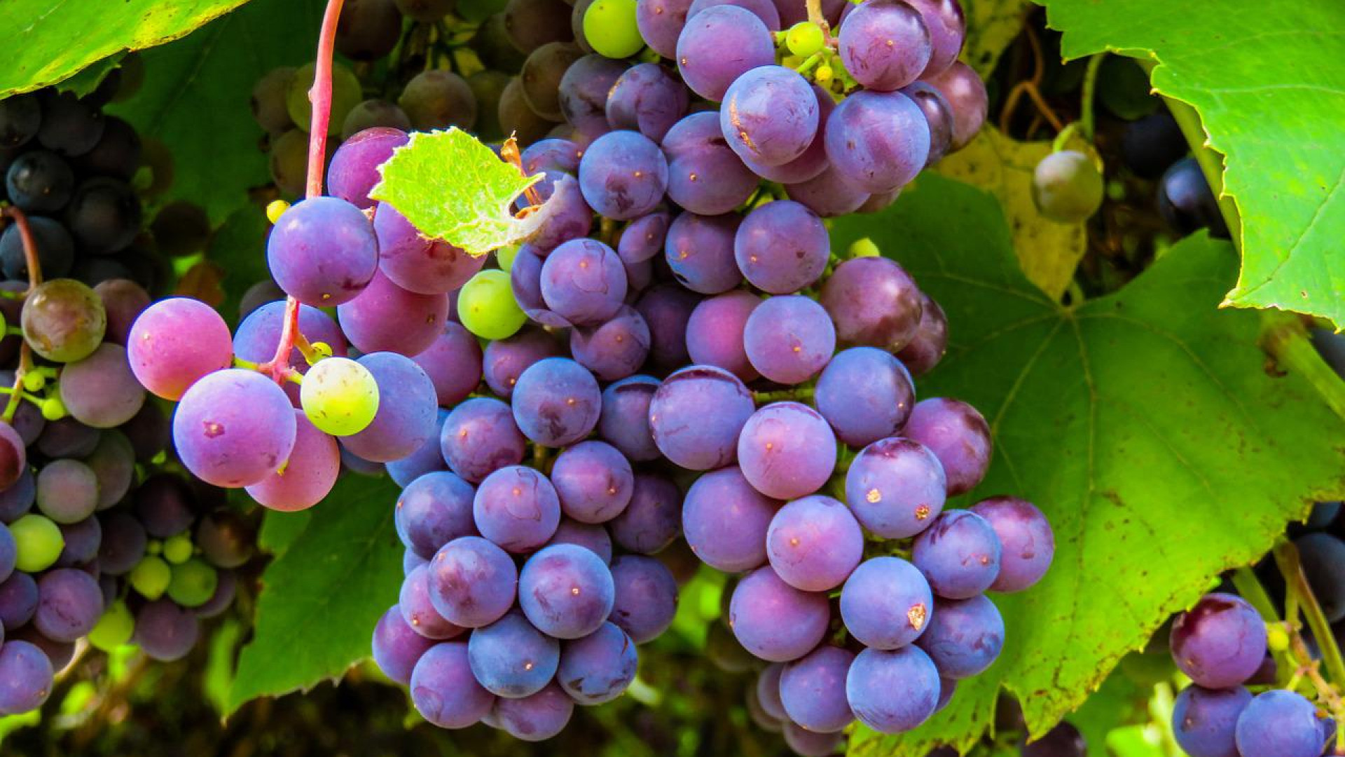 Recruter du personnel pour les vendanges